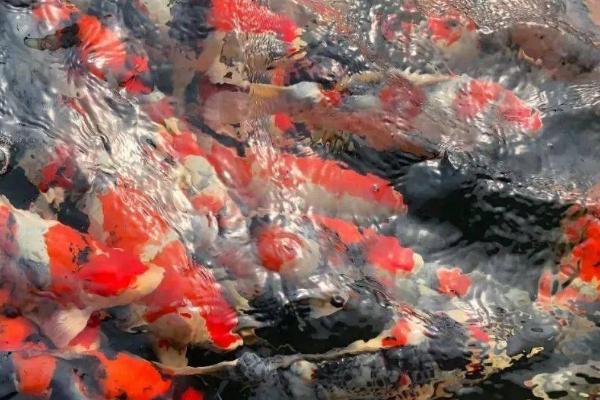 养锦鲤的水比较浑浊如何解决，投放硝化细菌可起到净化作用