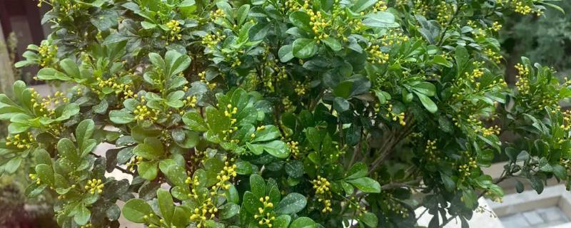 米兰花的养殖方法