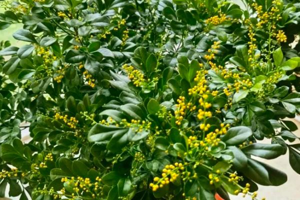 米兰花的养殖方法，通常两年需翻盆换土1次