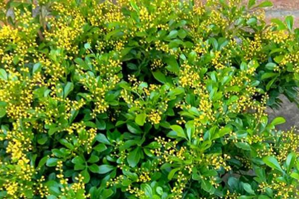 米兰花的养殖方法，通常两年需翻盆换土1次