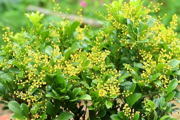 米兰花的养殖方法，通常两年需翻盆换土1次