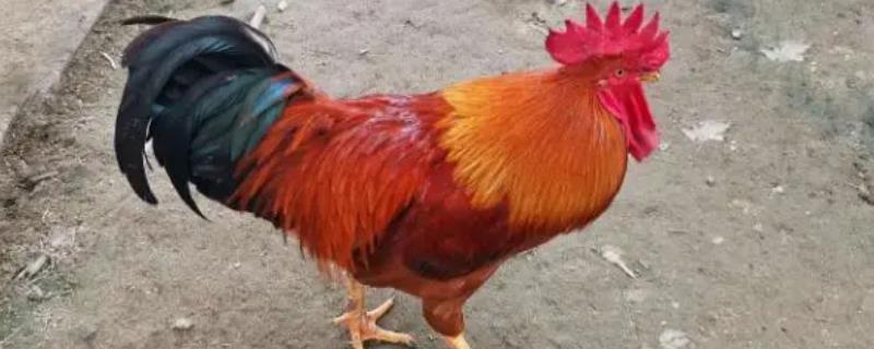 公鸡防止打鸣的脖套怎么制作