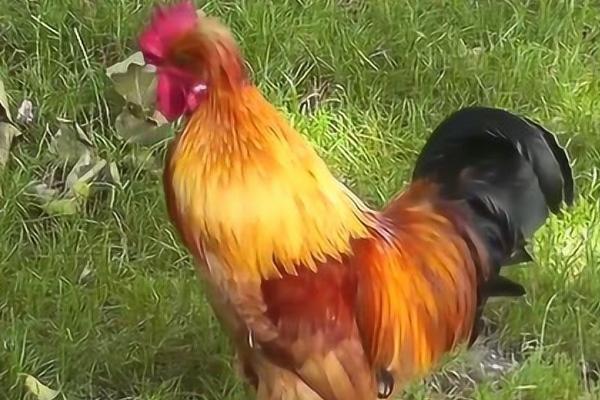 公鸡防止打鸣的脖套怎么制作，用尼龙搭扣制作