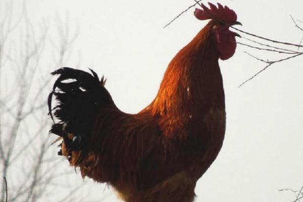 公鸡防止打鸣的脖套怎么制作，用尼龙搭扣制作