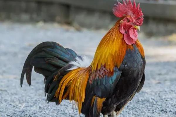 公鸡防止打鸣的脖套怎么制作，用尼龙搭扣制作