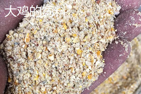 小鸡的饲料和大鸡的一样吗，不同阶段的鸡应喂食相对应的鸡饲料