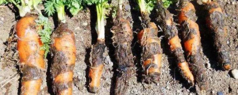 胡萝卜黑腐病