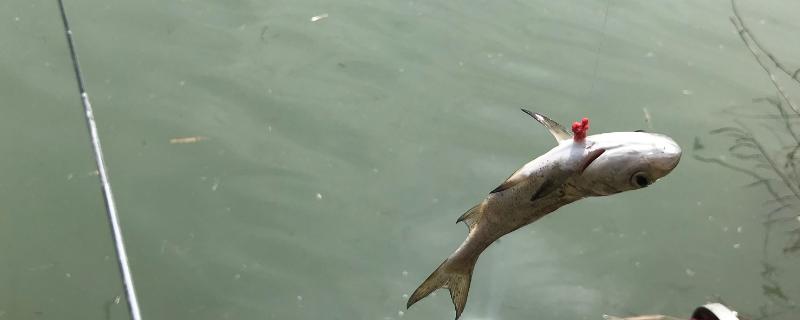 浮钓鲢鳙钩距多少合适