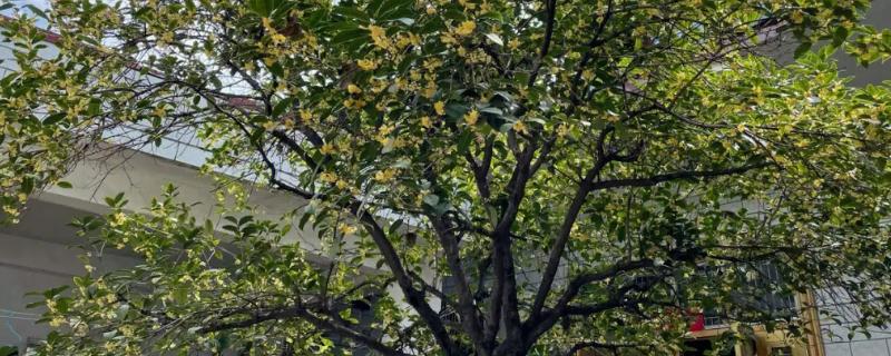 在院子里面种桂花树好不好