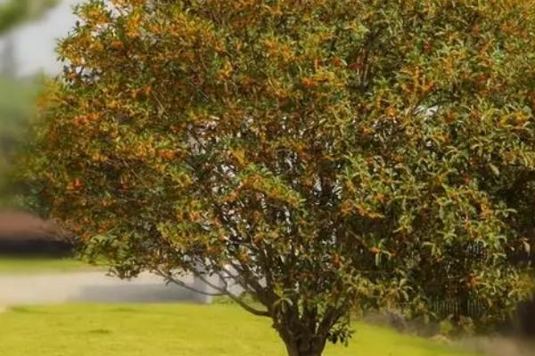 在院子里面种桂花树好不好，主要取决于种植的位置