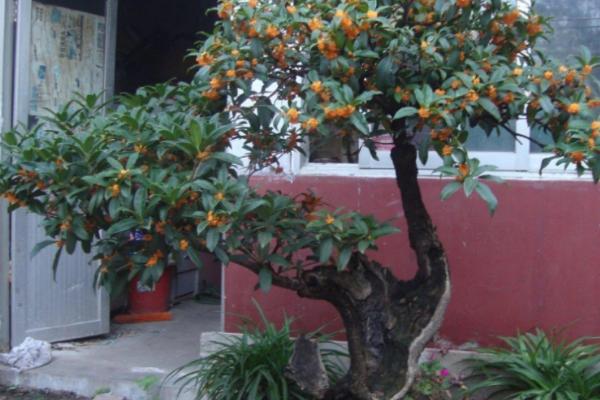 在院子里面种桂花树好不好，主要取决于种植的位置