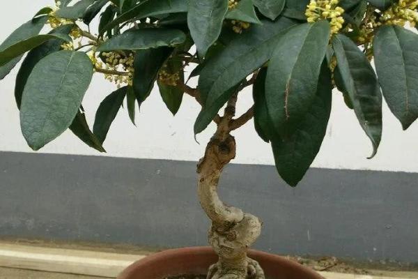 在院子里面种桂花树好不好，主要取决于种植的位置