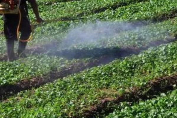 球孢白僵菌的特点,具有杀虫谱广、低毒无污染等特点