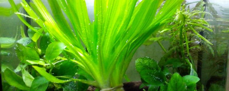 皇冠草中间长出来一根是什么