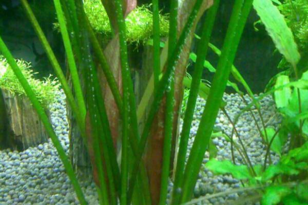 皇冠草中间长出来一根是什么，是它的长茎