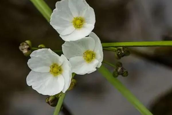 皇冠草中间长出来一根是什么，是它的长茎