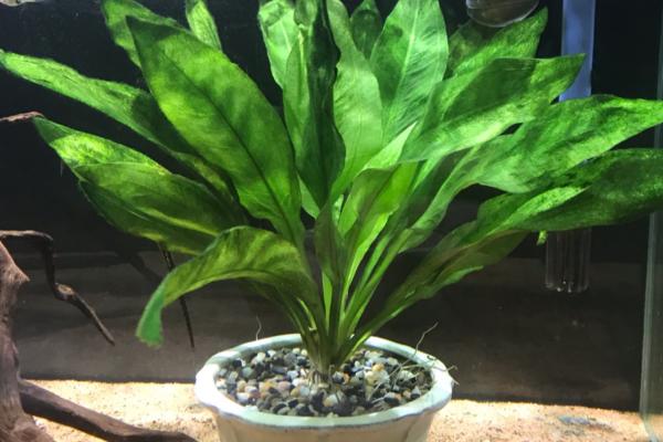 皇冠草中间长出来一根是什么，是它的长茎