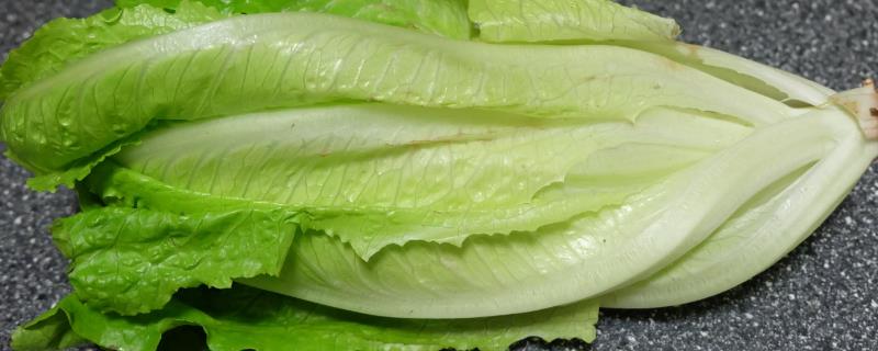 生菜的挑选技巧