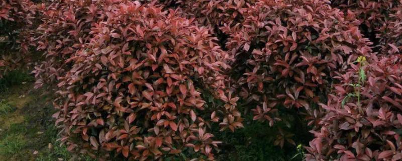 红叶石楠简介