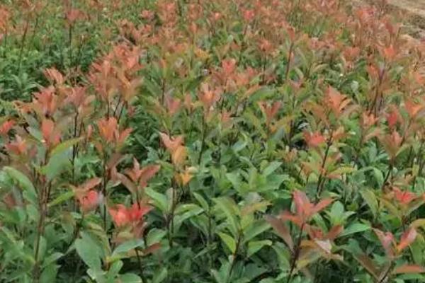 红叶石楠简介,为常绿小乔木或灌木