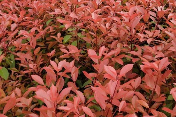 红叶石楠简介,为常绿小乔木或灌木