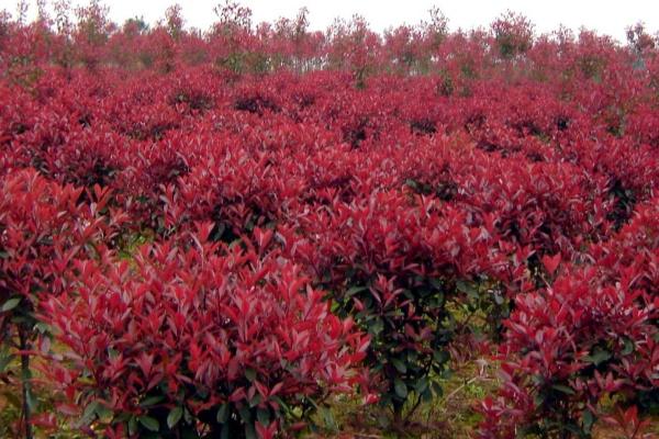 红叶石楠简介,为常绿小乔木或灌木