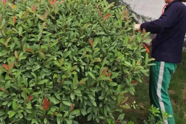 红叶石楠简介,为常绿小乔木或灌木