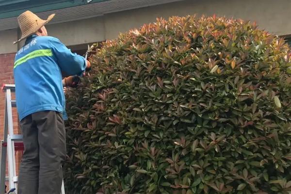 红叶石楠简介,为常绿小乔木或灌木