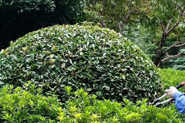 红叶石楠简介,为常绿小乔木或灌木