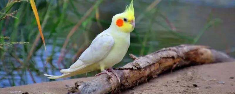 玄凤鹦鹉的寿命