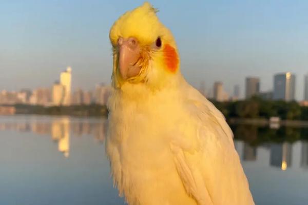 玄凤鹦鹉的寿命，7-20年不等