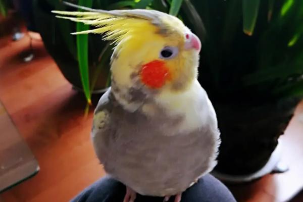 玄凤鹦鹉的寿命，7-20年不等