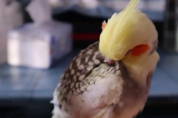 玄凤鹦鹉的寿命，7-20年不等