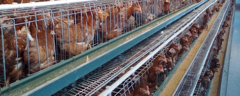 增加蛋鸡产蛋量的诀窍