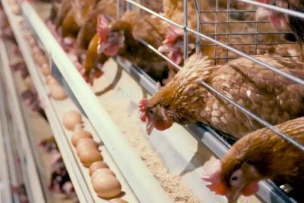 增加蛋鸡产蛋量的诀窍,可减少饲料或增加土料等