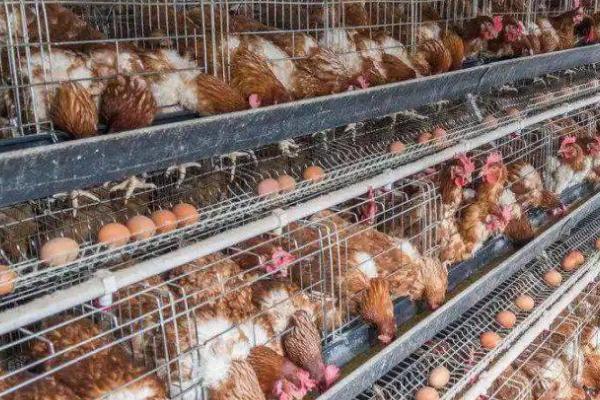 增加蛋鸡产蛋量的诀窍,可减少饲料或增加土料等