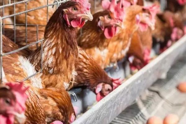 增加蛋鸡产蛋量的诀窍,可减少饲料或增加土料等