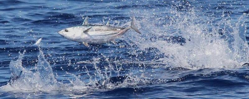 鲣鱼和金枪鱼的区别