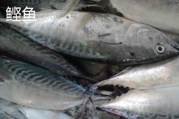 鲣鱼和金枪鱼的区别,鲣鱼是金枪鱼里面的一个品种