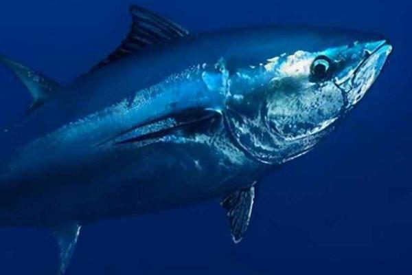 鲣鱼和金枪鱼的区别,鲣鱼是金枪鱼里面的一个品种