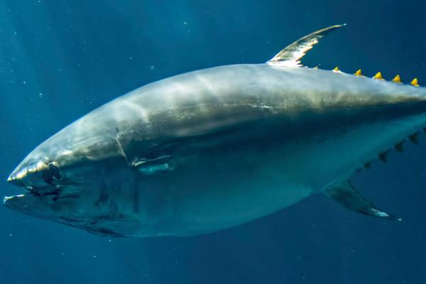 鲣鱼和金枪鱼的区别,鲣鱼是金枪鱼里面的一个品种