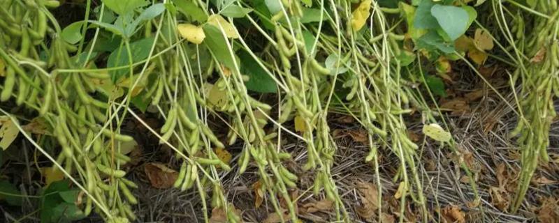 清明能种黄豆吗