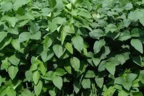 清明能种黄豆吗，种黄豆主要集中在清明前后进行