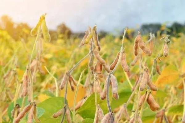 清明能种黄豆吗，种黄豆主要集中在清明前后进行