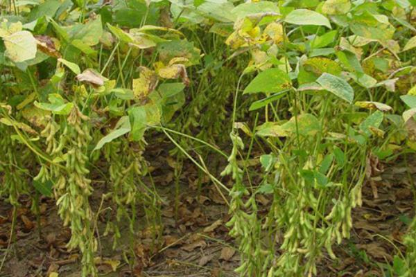 清明能种黄豆吗，种黄豆主要集中在清明前后进行