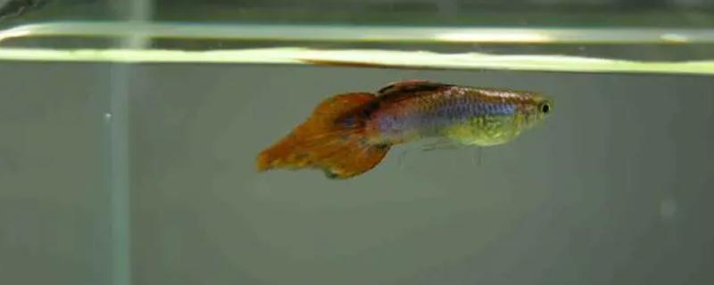 孔雀鱼剪尾后怎么护理