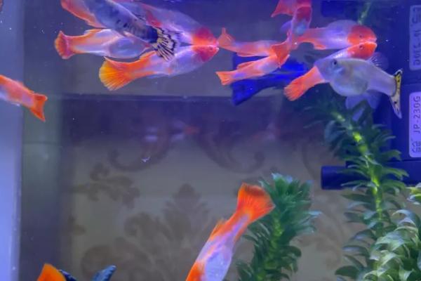 孔雀鱼剪尾后怎么护理，需定期换水