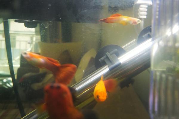 孔雀鱼剪尾后怎么护理，需定期换水