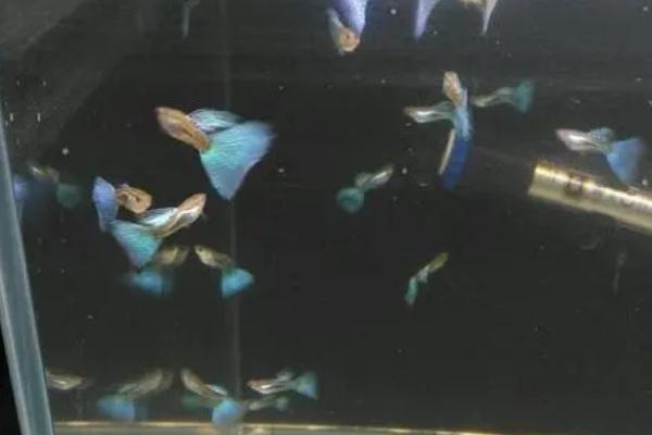 孔雀鱼剪尾后怎么护理，需定期换水