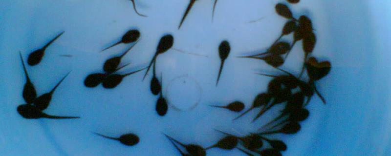 蝌蚪的四肢先长哪个部位